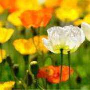 ヒメ日記 2025/07/01 12:41 投稿 ましろ(昭和58年生まれ) 熟年カップル名古屋～生電話からの営み～