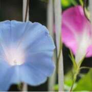 ヒメ日記 2025/07/02 13:37 投稿 ましろ(昭和58年生まれ) 熟年カップル名古屋～生電話からの営み～