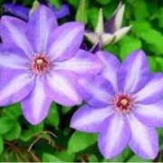 ヒメ日記 2025/07/02 19:45 投稿 ましろ(昭和58年生まれ) 熟年カップル名古屋～生電話からの営み～