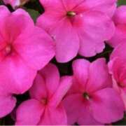 ヒメ日記 2025/07/03 07:11 投稿 ましろ(昭和58年生まれ) 熟年カップル名古屋～生電話からの営み～