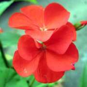 ヒメ日記 2025/07/10 11:11 投稿 ましろ(昭和58年生まれ) 熟年カップル名古屋～生電話からの営み～