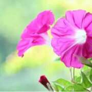 ヒメ日記 2025/07/12 09:47 投稿 ましろ(昭和58年生まれ) 熟年カップル名古屋～生電話からの営み～