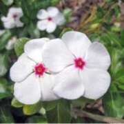 ヒメ日記 2025/07/14 12:07 投稿 ましろ(昭和58年生まれ) 熟年カップル名古屋～生電話からの営み～