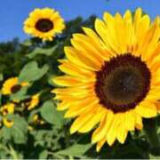 ヒメ日記 2025/07/15 13:43 投稿 ましろ(昭和58年生まれ) 熟年カップル名古屋～生電話からの営み～