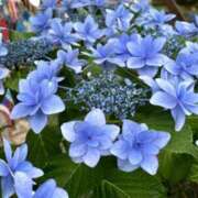 ヒメ日記 2025/07/20 08:27 投稿 ましろ(昭和58年生まれ) 熟年カップル名古屋～生電話からの営み～