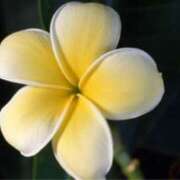 ヒメ日記 2025/07/20 12:15 投稿 ましろ(昭和58年生まれ) 熟年カップル名古屋～生電話からの営み～