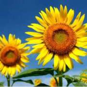 ヒメ日記 2025/07/20 13:12 投稿 ましろ(昭和58年生まれ) 熟年カップル名古屋～生電話からの営み～