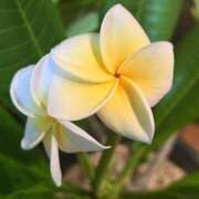 ヒメ日記 2025/07/22 13:11 投稿 ましろ(昭和58年生まれ) 熟年カップル名古屋～生電話からの営み～