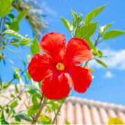 ヒメ日記 2025/08/07 11:56 投稿 ましろ(昭和58年生まれ) 熟年カップル名古屋～生電話からの営み～