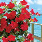 ヒメ日記 2025/08/10 11:42 投稿 ましろ(昭和58年生まれ) 熟年カップル名古屋～生電話からの営み～