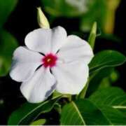 ヒメ日記 2025/08/10 16:11 投稿 ましろ(昭和58年生まれ) 熟年カップル名古屋～生電話からの営み～