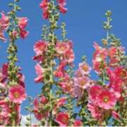 ヒメ日記 2025/08/11 16:06 投稿 ましろ(昭和58年生まれ) 熟年カップル名古屋～生電話からの営み～