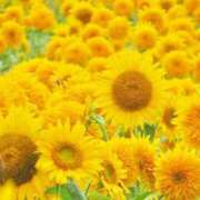 ヒメ日記 2025/08/16 07:58 投稿 ましろ(昭和58年生まれ) 熟年カップル名古屋～生電話からの営み～