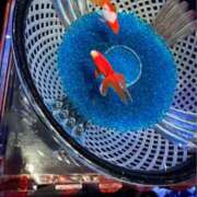 ヒメ日記 2025/08/21 18:16 投稿 ましろ(昭和58年生まれ) 熟年カップル名古屋～生電話からの営み～