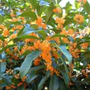 ヒメ日記 2025/10/19 14:30 投稿 ましろ(昭和58年生まれ) 熟年カップル名古屋～生電話からの営み～