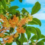 ヒメ日記 2025/10/29 10:37 投稿 ましろ(昭和58年生まれ) 熟年カップル名古屋～生電話からの営み～