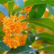 ヒメ日記 2025/10/31 08:18 投稿 ましろ(昭和58年生まれ) 熟年カップル名古屋～生電話からの営み～