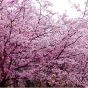 ヒメ日記 2026/03/24 10:40 投稿 ましろ(昭和58年生まれ) 熟年カップル名古屋～生電話からの営み～