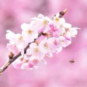 ヒメ日記 2026/03/28 12:40 投稿 ましろ(昭和58年生まれ) 熟年カップル名古屋～生電話からの営み～