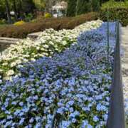 ヒメ日記 2026/04/13 15:42 投稿 ましろ(昭和58年生まれ) 熟年カップル名古屋～生電話からの営み～