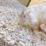 ヒメ日記 2025/01/21 17:02 投稿 神明みさき 大人めシンデレラ 新横浜店（シンデレラグループ）