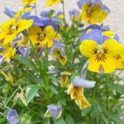 ヒメ日記 2025/05/18 19:11 投稿 神明みさき 大人めシンデレラ 新横浜店（シンデレラグループ）