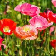 ヒメ日記 2025/05/27 16:38 投稿 神明みさき 大人めシンデレラ 新横浜店（シンデレラグループ）