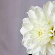 ヒメ日記 2025/10/24 13:01 投稿 神明みさき 大人めシンデレラ 新横浜店（シンデレラグループ）