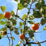 ヒメ日記 2025/10/29 13:00 投稿 神明みさき 大人めシンデレラ 新横浜店（シンデレラグループ）