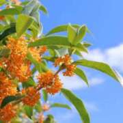 ヒメ日記 2025/10/29 14:38 投稿 神明みさき 大人めシンデレラ 新横浜店（シンデレラグループ）