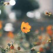 ヒメ日記 2025/12/26 14:48 投稿 神明みさき 大人めシンデレラ 新横浜店（シンデレラグループ）