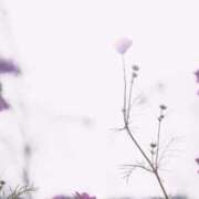 ヒメ日記 2026/01/13 12:31 投稿 神明みさき 大人めシンデレラ 新横浜店（シンデレラグループ）