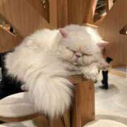 しずか 出勤✩.*˚ ピンクコレクション大阪キタ店