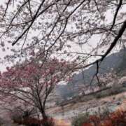 ヒメ日記 2025/04/08 20:24 投稿 いろは 桃李（とうり）