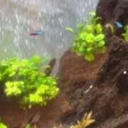 ヒメ日記 2025/05/15 23:31 投稿 たお 鹿児島ちゃんこ 天文館店