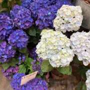 ヒメ日記 2025/05/18 23:51 投稿 たお 鹿児島ちゃんこ 天文館店