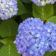 ヒメ日記 2025/05/22 13:02 投稿 たお 鹿児島ちゃんこ 天文館店