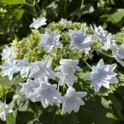 ヒメ日記 2025/05/27 17:11 投稿 たお 鹿児島ちゃんこ 天文館店