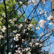 ヒメ日記 2025/04/16 11:28 投稿 手越ふわ 恋する妻たち