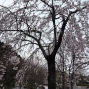 ヒメ日記 2026/03/28 17:06 投稿 うた 吉野ケ里人妻デリヘル 「デリ夫人」