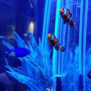 ヒメ日記 2025/03/17 11:17 投稿 ほのか マダムハンズ