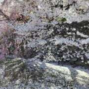 ヒメ日記 2026/04/13 12:44 投稿 倉本まさき 洗体アカスリとHなスパのお店（埼玉ハレ系）