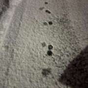 ヒメ日記 2025/03/21 02:33 投稿 せいか シークレットサービス