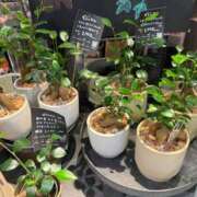 せいか 🌱 シークレットサービス