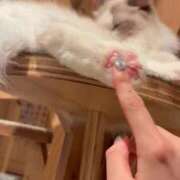 ヒメ日記 2025/05/26 23:47 投稿 アリス 千葉美女革命