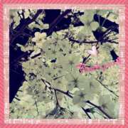 ヒメ日記 2025/03/31 03:41 投稿 立花 熟女デリヘル倶楽部