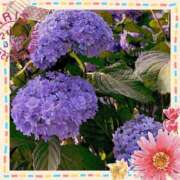 ヒメ日記 2025/05/23 03:14 投稿 立花 熟女デリヘル倶楽部