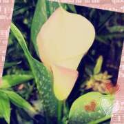 ヒメ日記 2025/06/12 03:36 投稿 立花 熟女デリヘル倶楽部