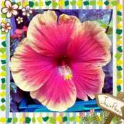 立花 お礼 熟女デリヘル倶楽部