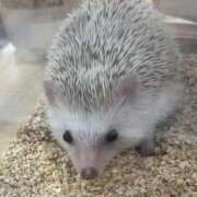 ヒメ日記 2025/10/12 15:18 投稿 るき ソープランド AQUA（アクア）